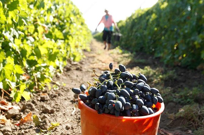 Adjarian Mountains Waterfalls Wine Tour Best views from Batumi Kobuleti - What the $238.28 price really covers