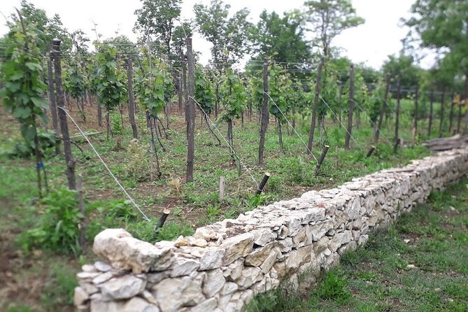 Gelati, Prometheus, Sanatoriums and Wine tour - The guide and the pace of the day