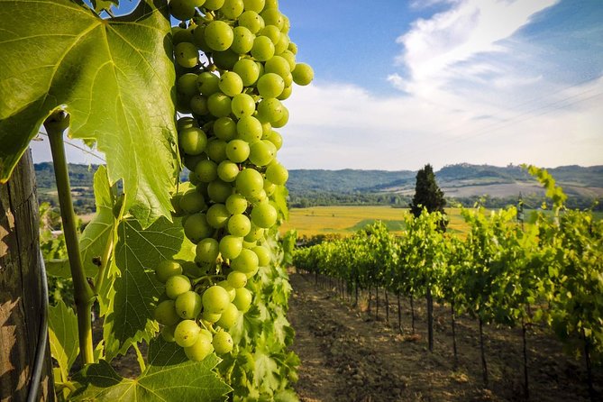 Grand tour to Kakheti for wine lovers: Telavi-Kvareli-Sighnaghi - Bodbe Monastery and the legacy of St. Nino