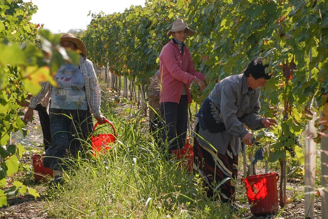 Highlights of Kakheti region-Signagi,Bodbe,Wine tasting(Private Tour) - Four hours in Sighnaghi, the town of love