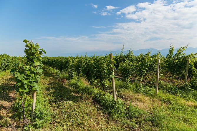 Highlights of Kakheti region-Signagi,Bodbe,Wine tasting(Private Tour) - Is $125 a fair price?