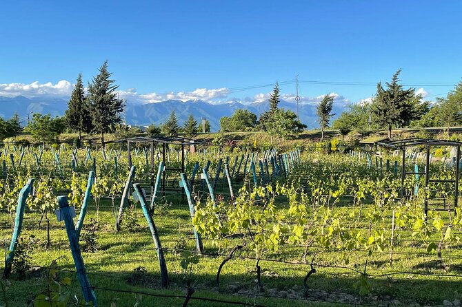 Kakheti.All inclusive Wine tour with family lunch - Five reasons this Kakheti day trip works