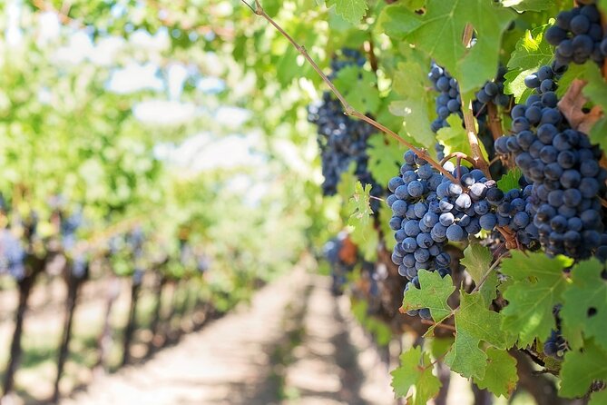 Private Day Trip to Kakheti Wine Region Including Wine Tasting - Why The Private Format Helps