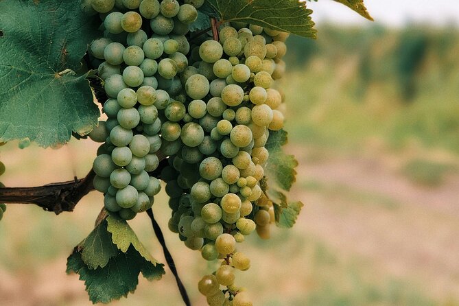 Private Day Trip to Kakheti Wine Region Including Wine Tasting - Wine Tasting In Georgia’s Kakheti Region