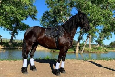 Private Horse Ridding tour