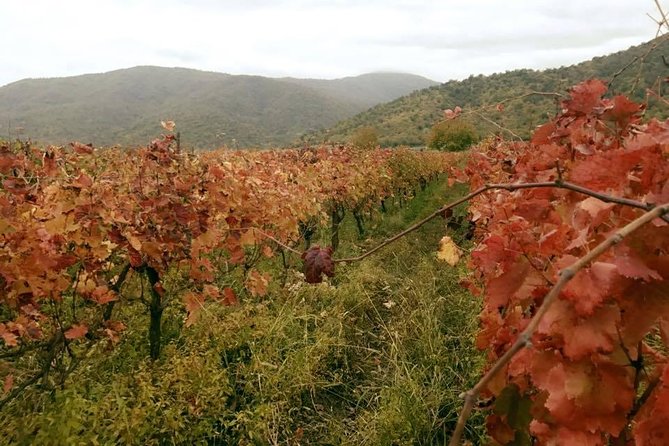 Private Tour to Mtskheta and Georgian Wine Tasting from Tbilisi - A Georgian lunch in Mtskheta
