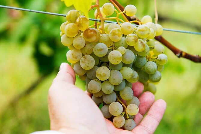 Whole day Wine Tour to Kakheti from Tbilisi - Manavi brings Georgian wine to the table