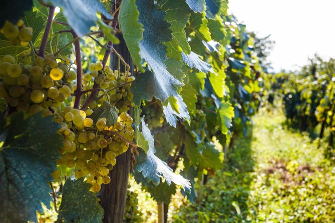 WINE & DINE Tour from Kutaisi - What the $59.41 price really covers